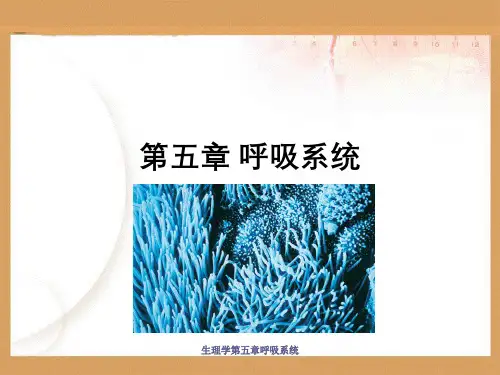 生理学第五章呼吸系统