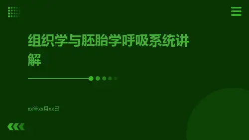 组织学与胚胎学呼吸系统讲解