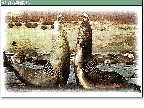 先天性行为和学习行为2