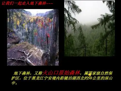 地下森林断想PPT30 人教版 (共27张PPT)