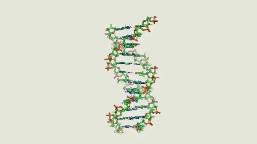 人教版高中生物必修(二) 3.3DNA的复制 课件(共张PPT)
