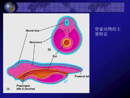 脊索动物的演化