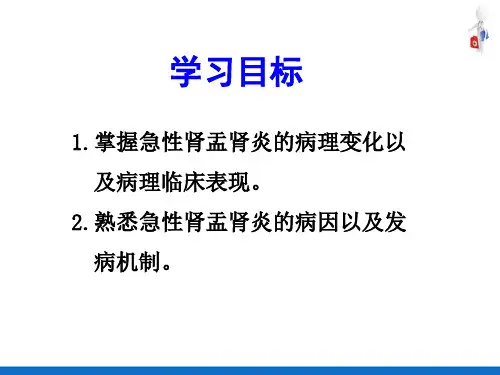 泌尿系统疾病—肾盂肾炎(病理学课件)