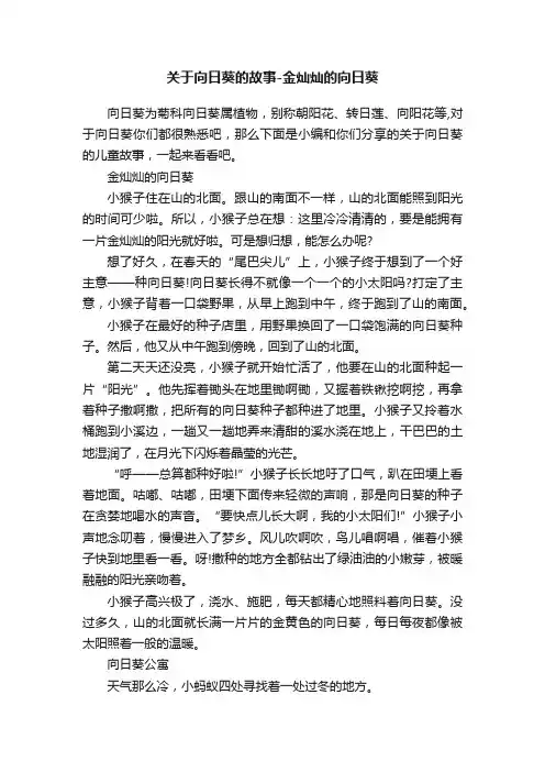 关于向日葵的故事-金灿灿的向日葵