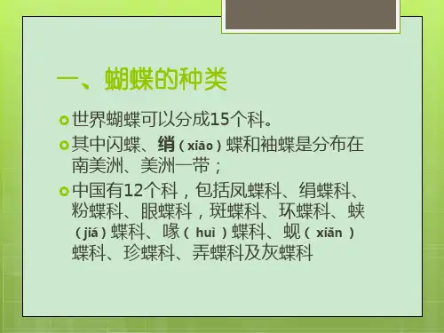 蝴蝶的简介ppt课件