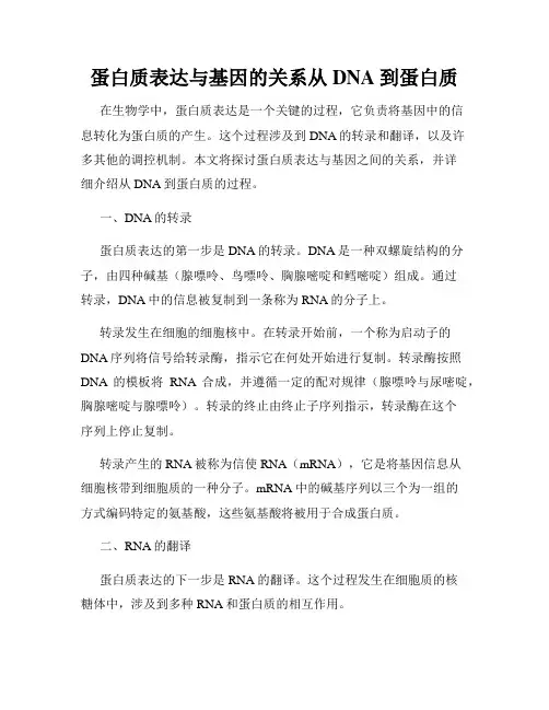 蛋白质表达与基因的关系从DNA到蛋白质