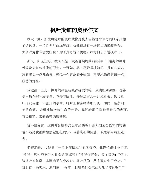 枫叶变红的奥秘作文