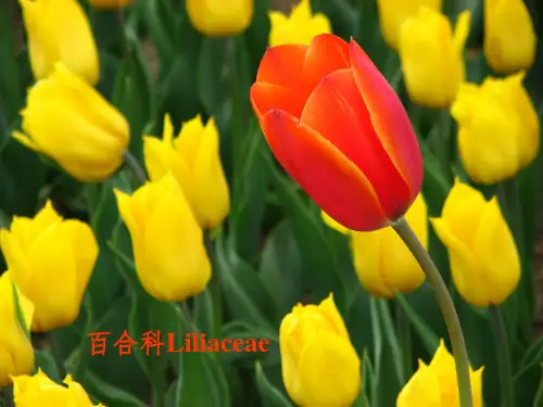 百合科植物大全课件PPT