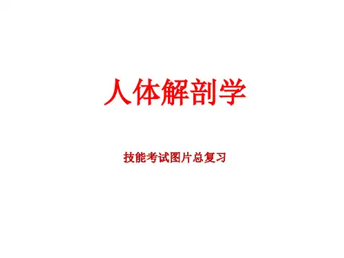 人体解剖学技能考试图片总复习