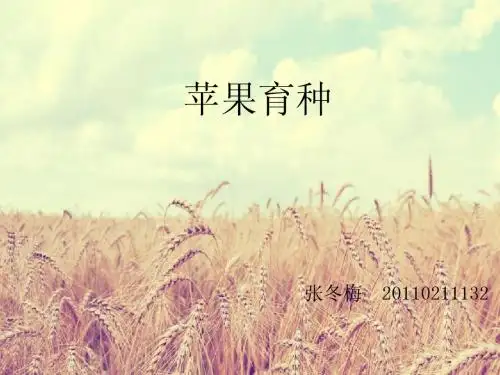 苹果育种 张冬梅