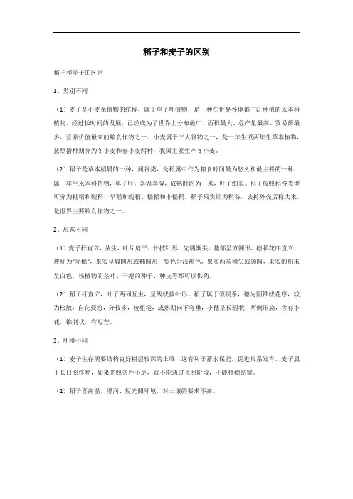 稻子和麦子