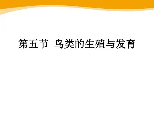 《鸟类的生殖与发育》PPT