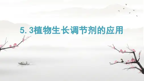 【生物】植物生长调节剂的应用课件+2024—2025学年高二上学期生物人教版选择性必修1