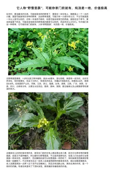 它人称“野雪里蕻”，可能你家门前就有，炖汤是一绝，价值极高