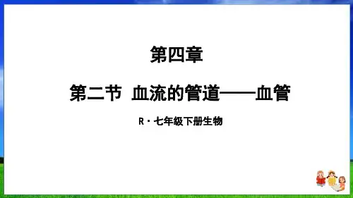 人教版生物七下第四章第二节 血流的管道——血管(24页附练习题)