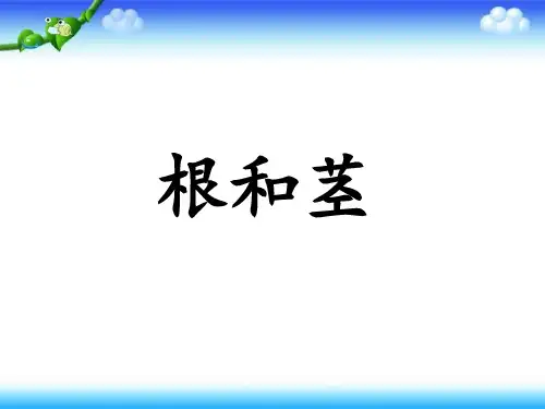小学科学苏教版《根和茎》PPT精美版1