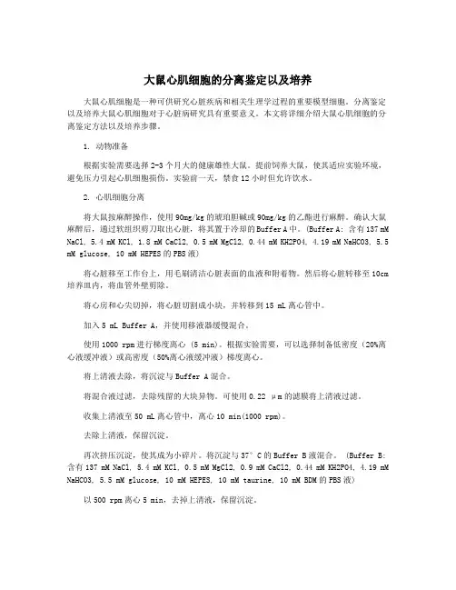 大鼠心肌细胞的分离鉴定以及培养