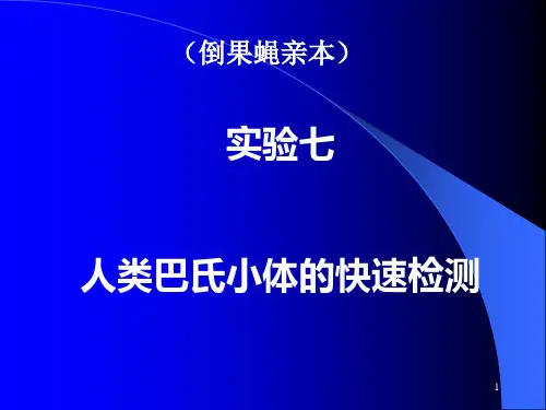 7巴氏小体