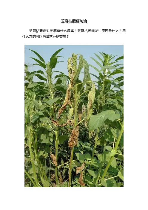 芝麻枯萎病防治