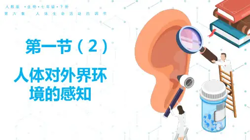 2022-2023学年人教版生物七年级下册4.5.1人体对外界信息的感知(第二课时)
