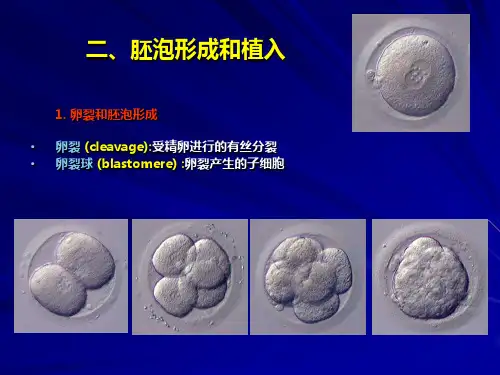 胚胎学总论