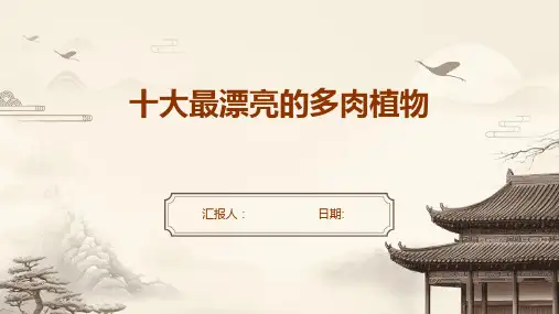 十大最漂亮的多肉植物