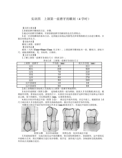 实训四上颌第一前磨牙的雕刻4学时
