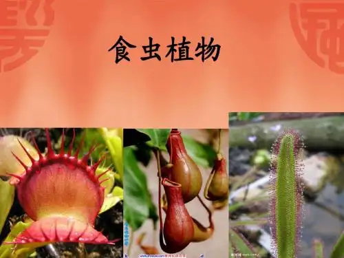 食虫植物