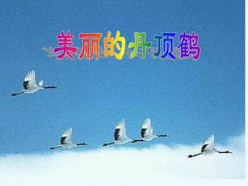 美丽的丹顶鹤课件PPT