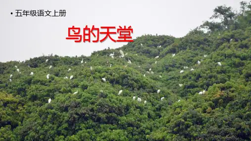 统编版五年级语文上册23鸟的天堂课件(共52张PPT)