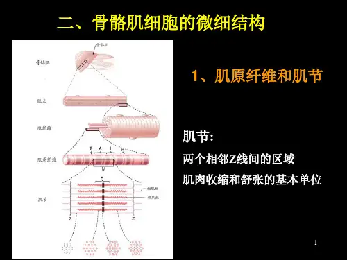 生理学：骨骼肌细胞的微细结构