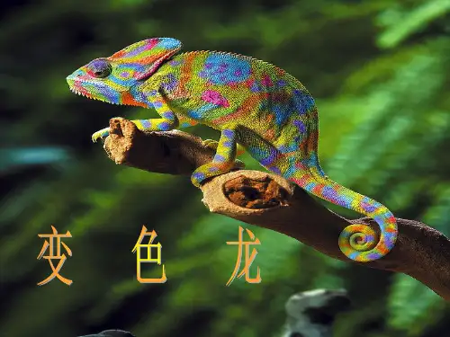 《变色龙》(张华)PPT课件