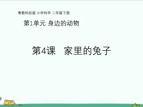 粤教粤科版科学二年级下册：第4课《家里的兔子》教学课件