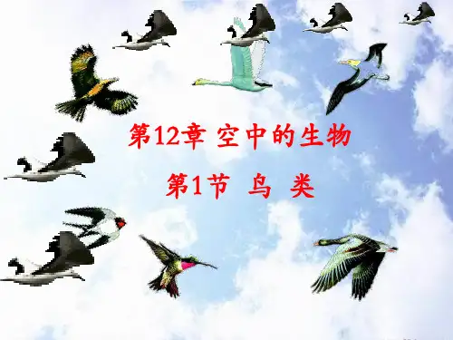 苏科版生物七年级下册鸟类 课件