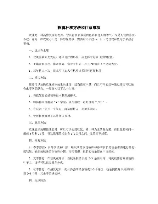 玫瑰种植方法和注意事项