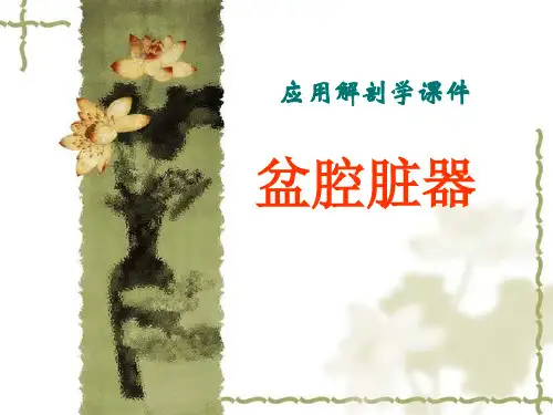 应用解剖学课件-盆腔脏器