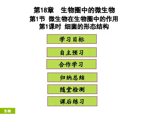 最新部编人教版八年级生物下册第18章生物圈中的微生物《细菌的形态结构》精品ppt课件