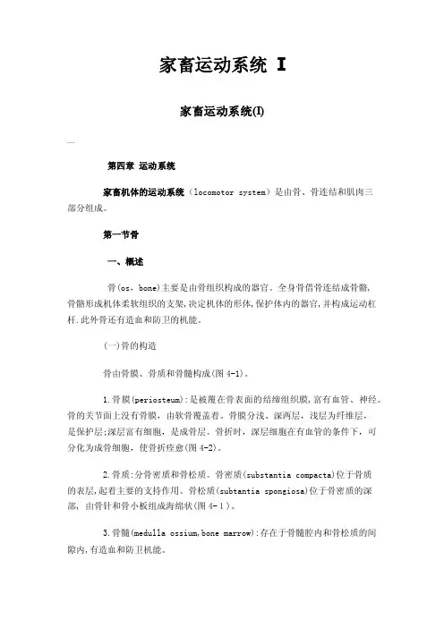 家畜运动系统I
