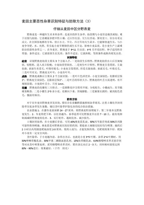 麦田恶性杂草野燕麦识别与防治