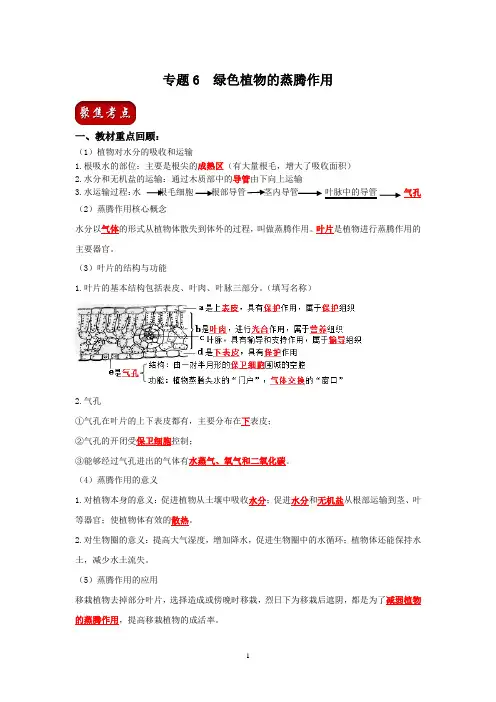 人教版生物中考一轮复习：绿色植物的蒸腾作用(解析版)