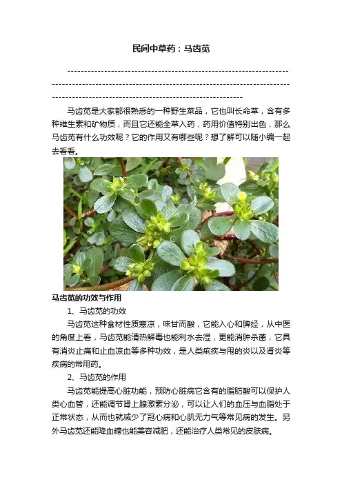 民间中草药：马齿苋