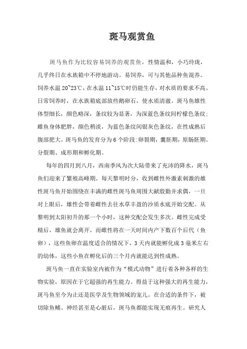 斑马观赏鱼