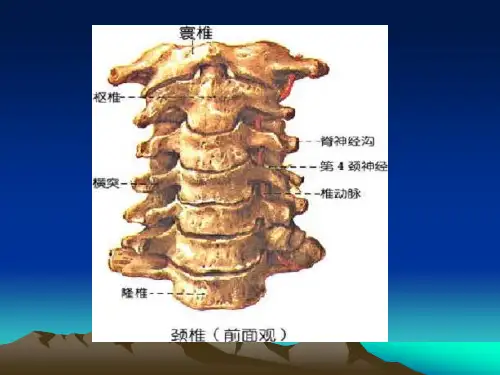 寰枢关节半脱位的治疗与护理2