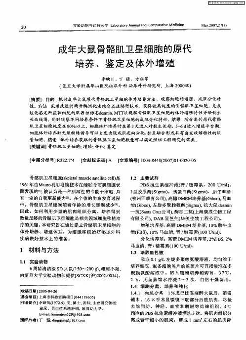 成年大鼠骨骼肌卫星细胞的原代培养、鉴定及体外增殖