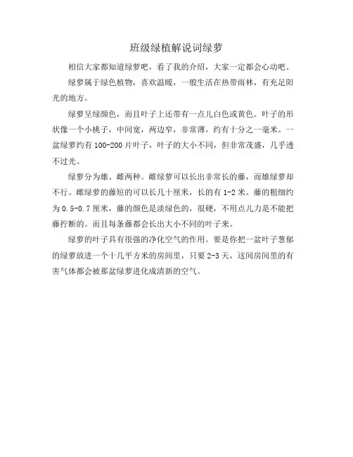 班级绿植解说词绿萝