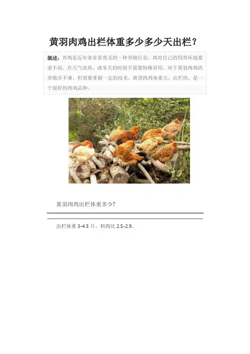 黄羽肉鸡出栏体重多少多少天出栏