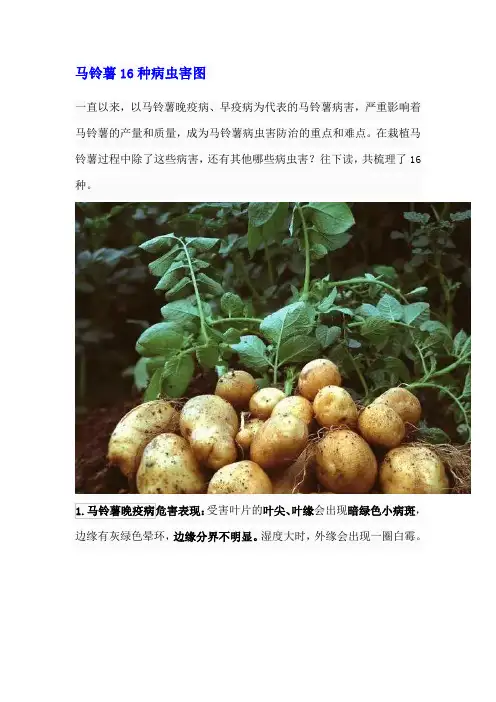 马铃薯16种病虫害图