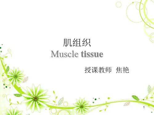 组织学和胚胎学  肌组织ppt课件