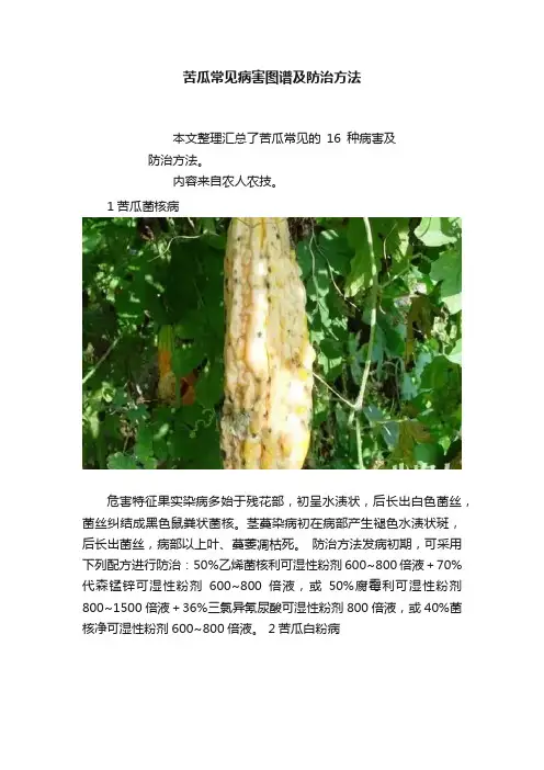苦瓜常见病害图谱及防治方法