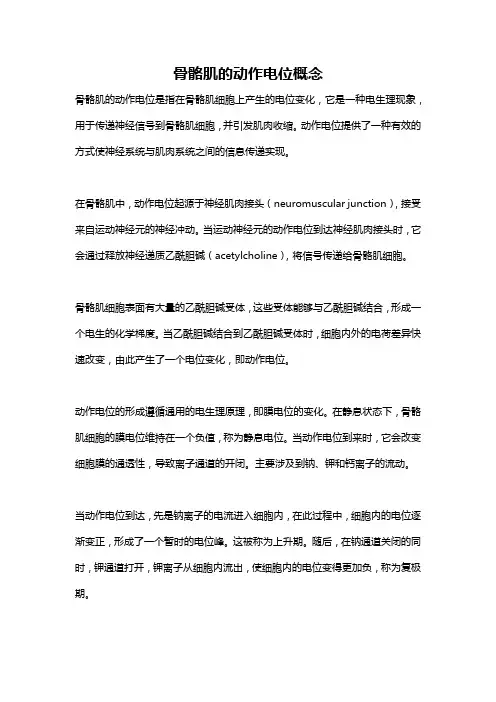 骨骼肌的动作电位概念